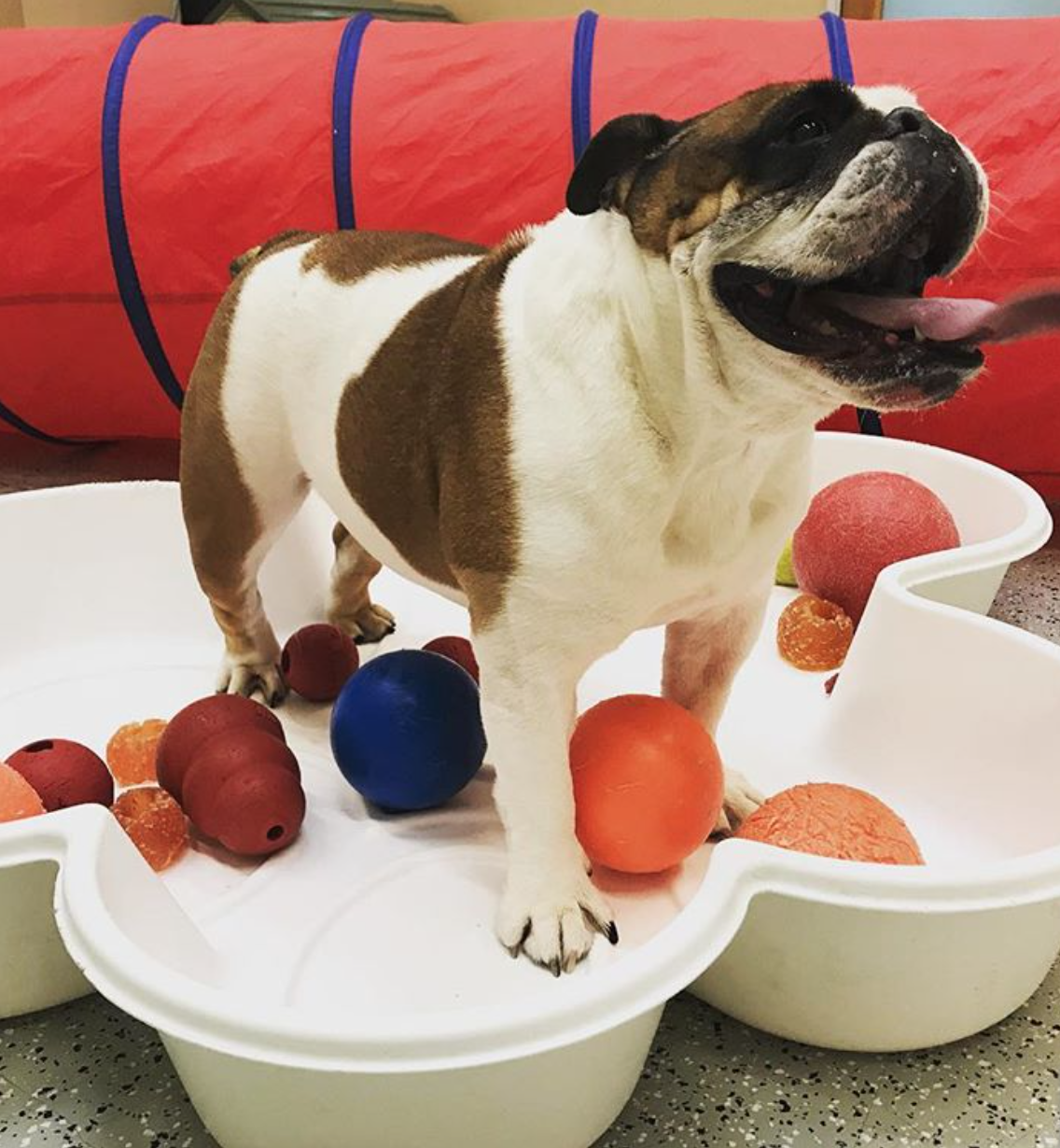 Dog at resort with ball game