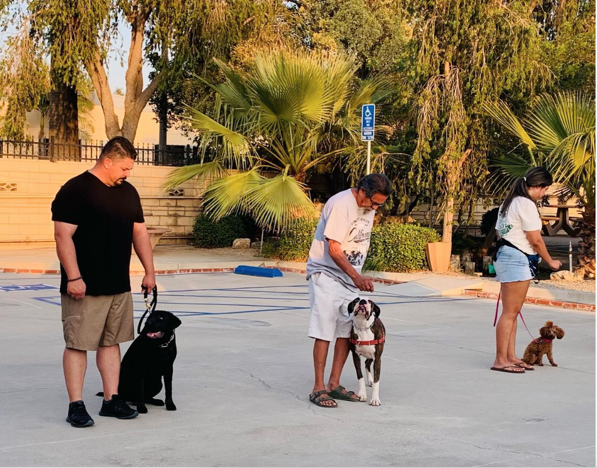 Group dog training class