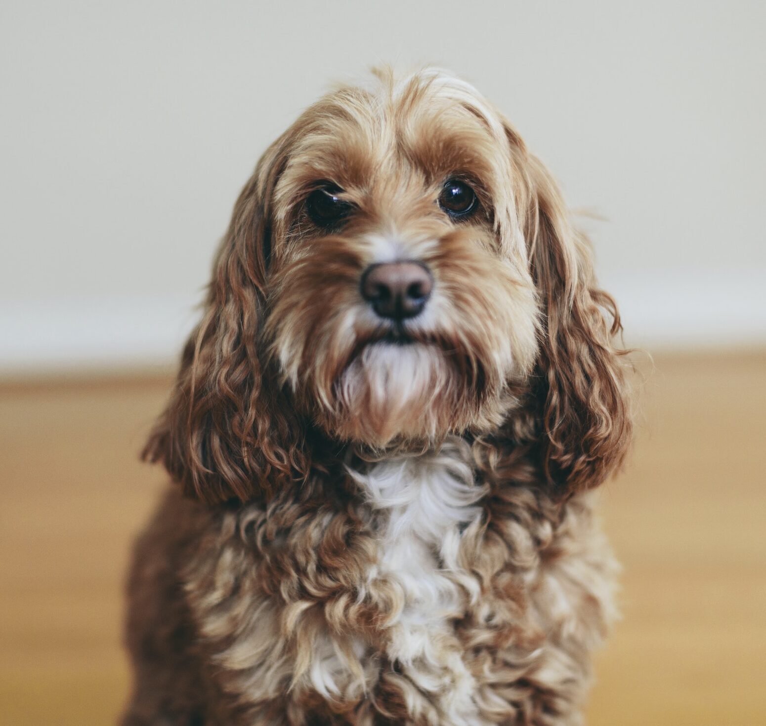 A cockapoo mixed breed dog, a cocker spaniel poodle cross, a family pet with brown curly coat