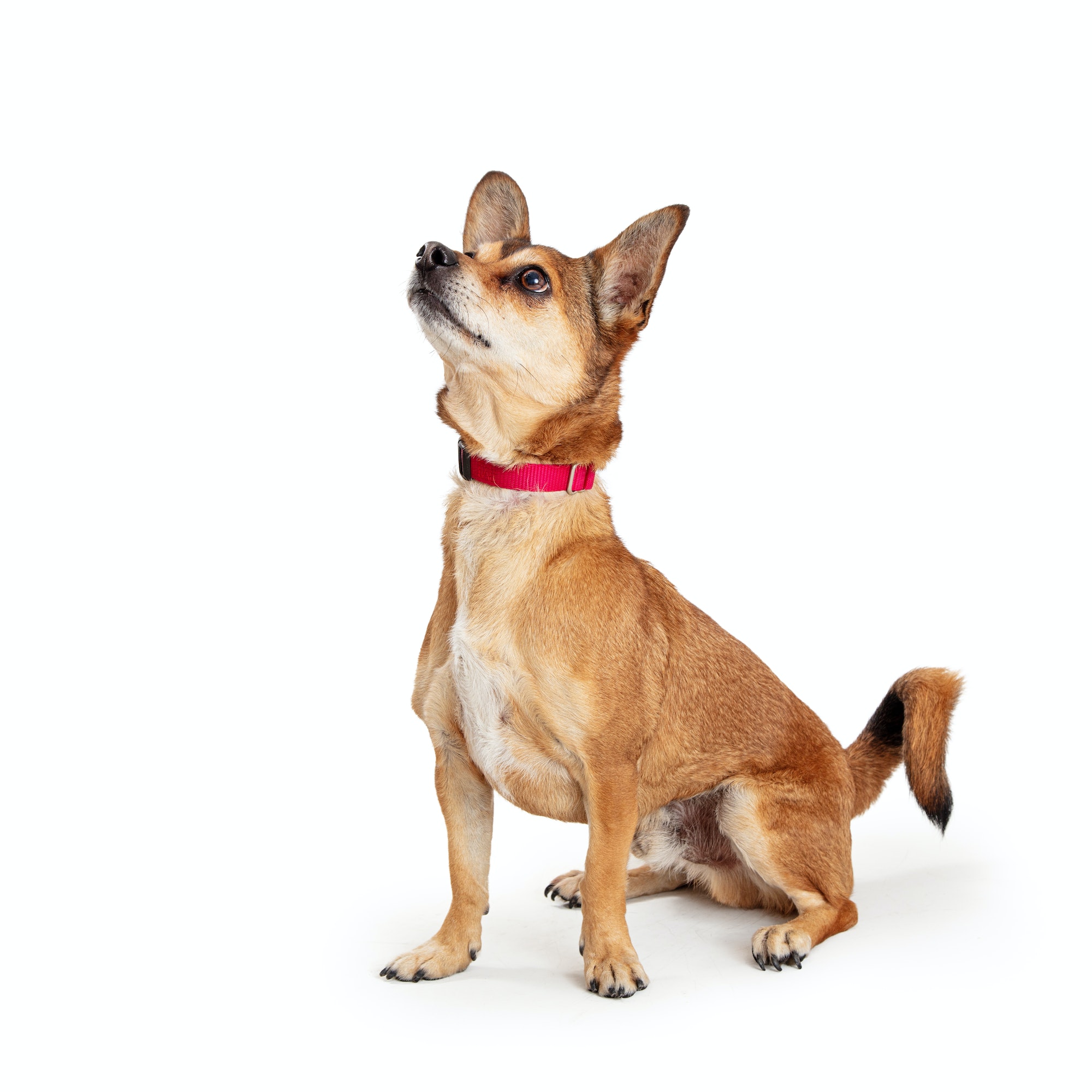 Obedient Dog Sitting Anticipating Treat