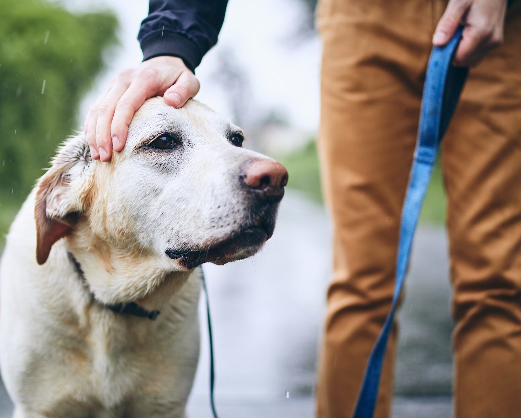 Wet dog on leash. Man walking with labrador retriever in rain.