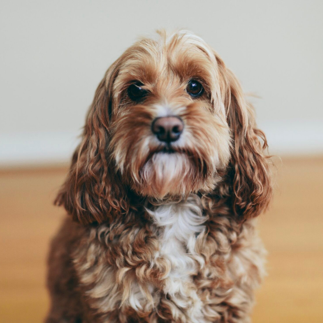 A cockapoo mixed breed dog, a cocker spaniel poodle cross, a family pet with brown curly coat