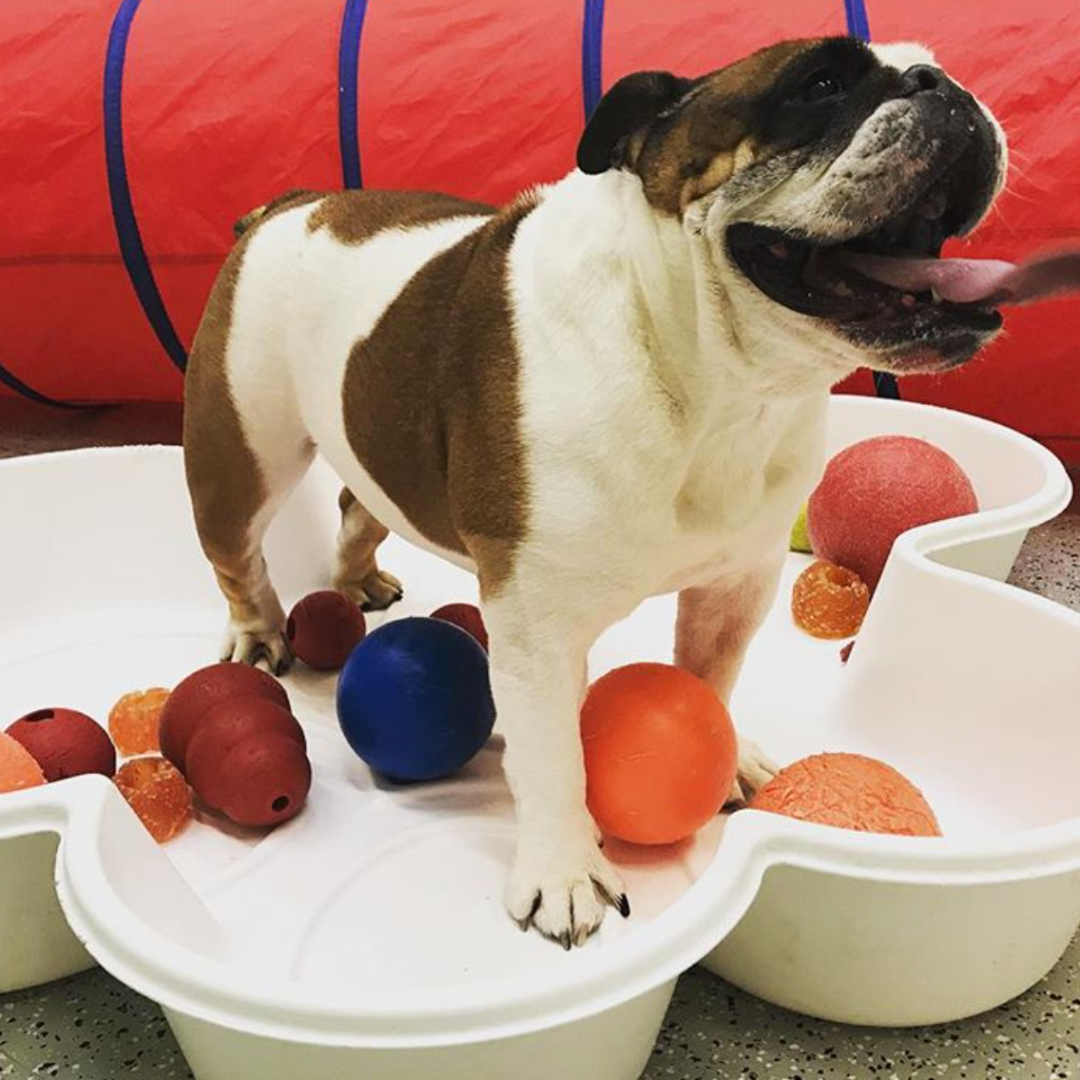 Dog at resort with ball game