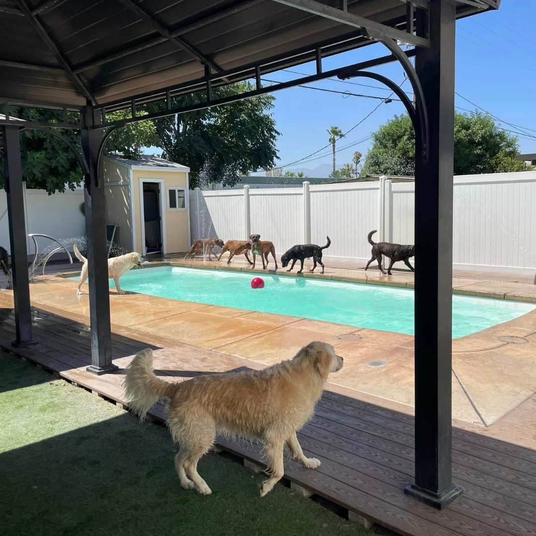 Dogs swimming in Ruff House pool-2