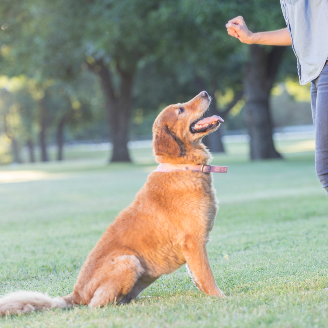 dog training