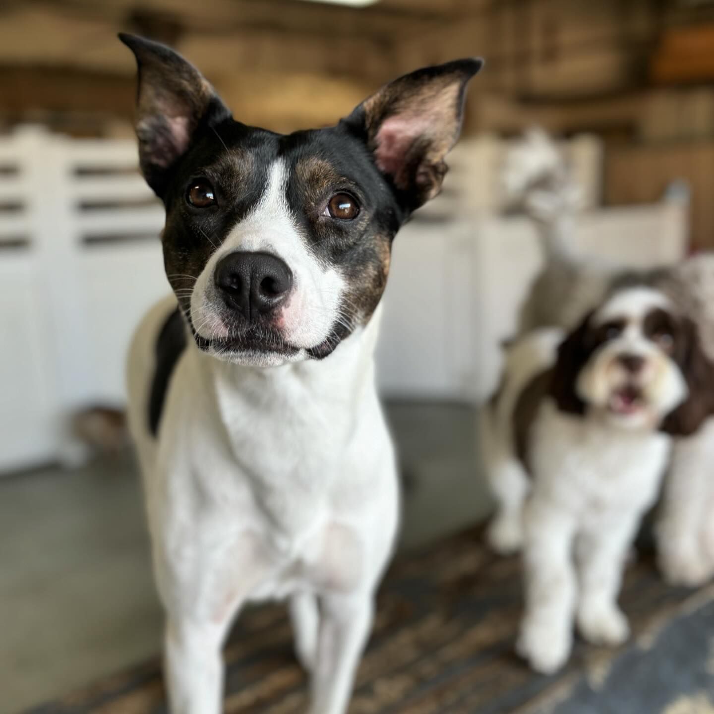 Black and white dogs in play yard