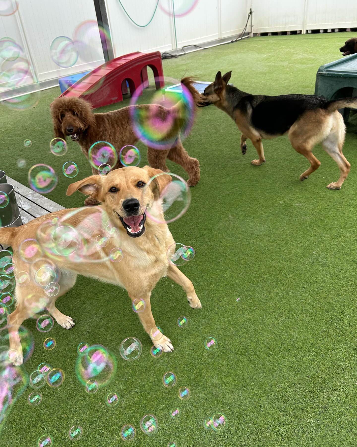 Dogs playing with bubbles