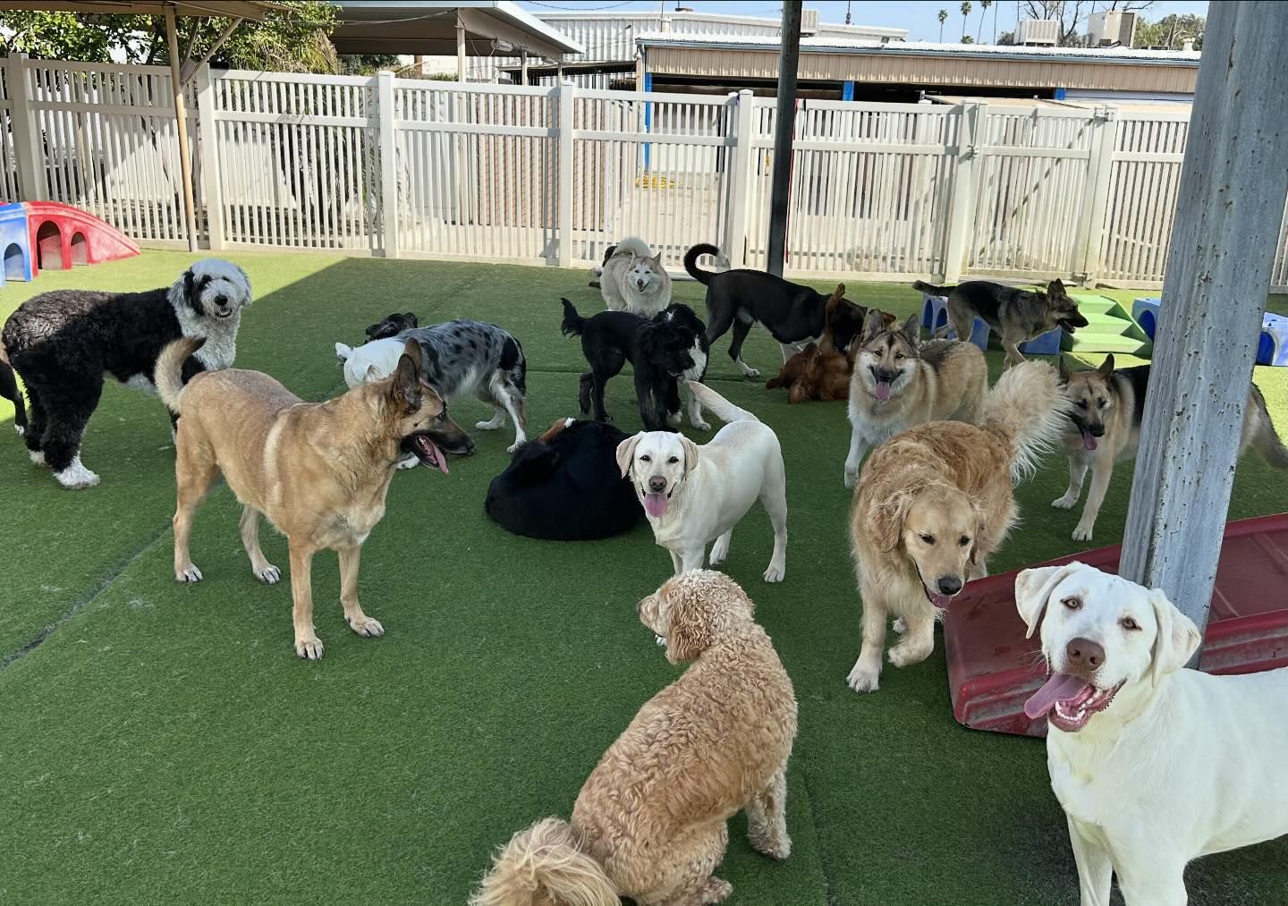 Group of large dogs playing in play yard