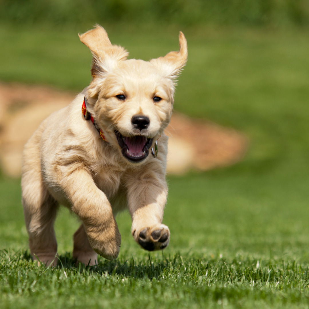 puppy training