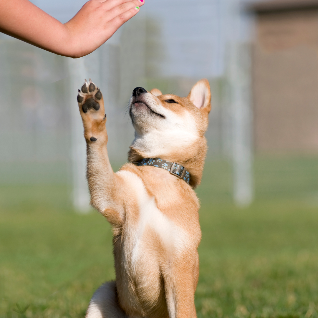 puppy training